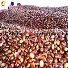 Good Quality Fresh Chestnut for Export Bulk Cheap Price